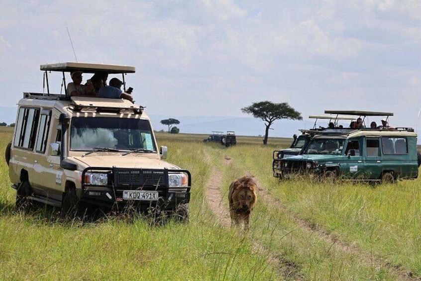 3 Days and 2 Nights Masai Mara Group Safari