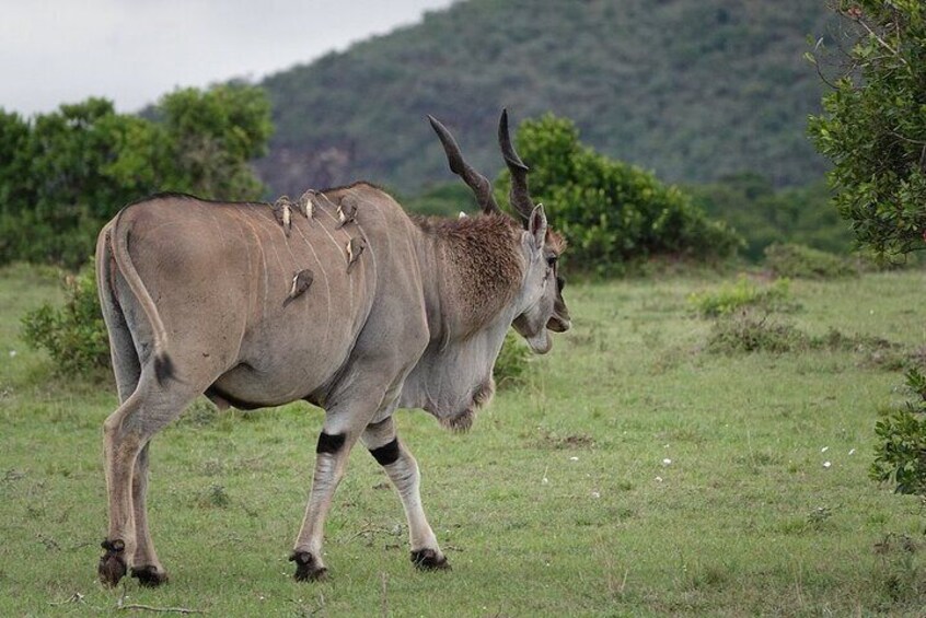 3 Days and 2 Nights Masai Mara Group Safari