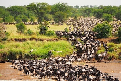 From Nairobi: 3 Days 2 Nights Maasai Mara Group Safari by 4x4