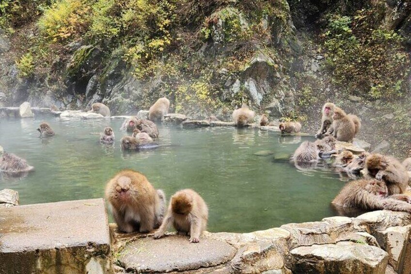 Local Private Tour to Jigokudani Snow Monkey Park