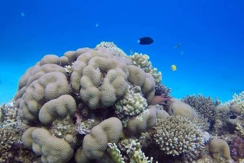 Full-Day Scuba Diving Tour in Hurghada with Lunch & Pick-Up