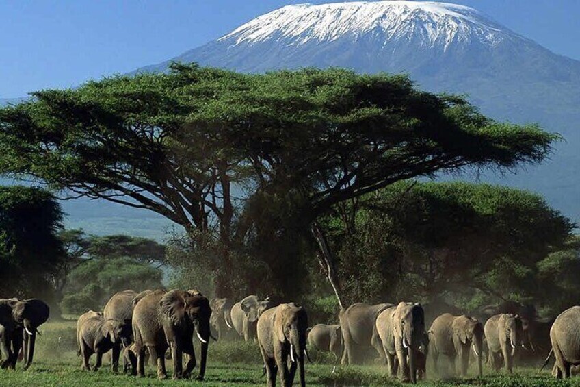 2 Day Amboseli National Park Safari Daily Departures