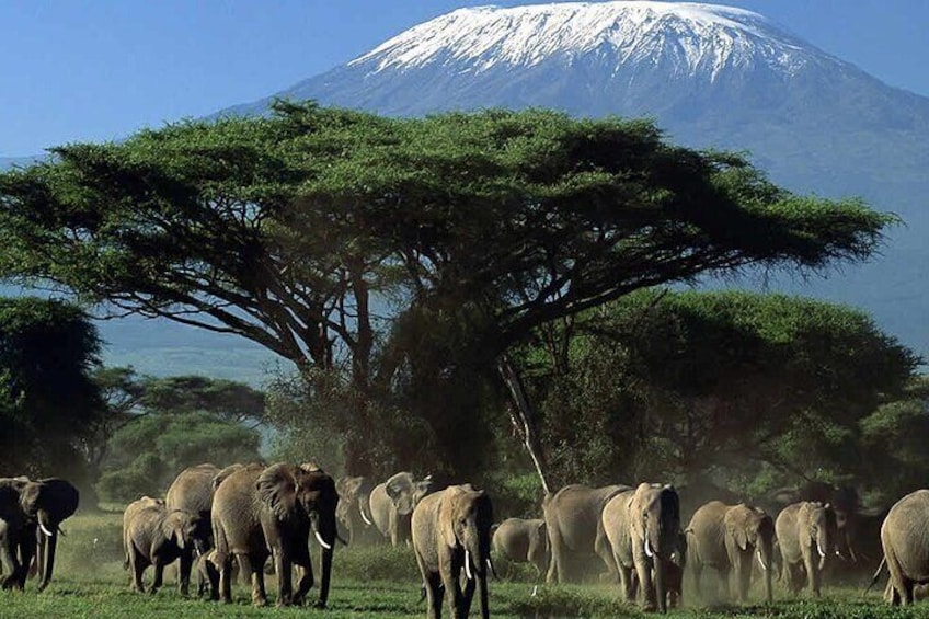 2 Day Amboseli National Park Safari Daily Departures