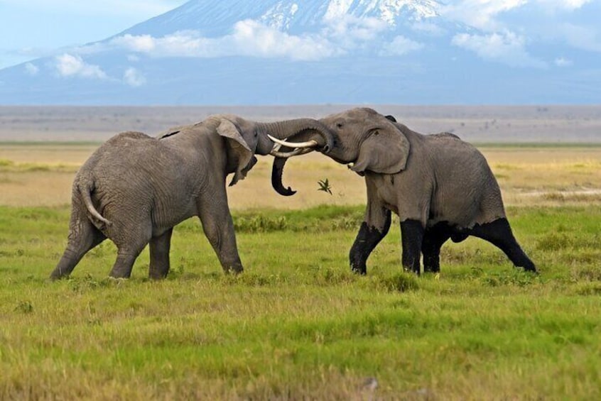 2 Day Amboseli National Park Safari Daily Departures