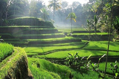 Ubud Tour with Jungle Swing