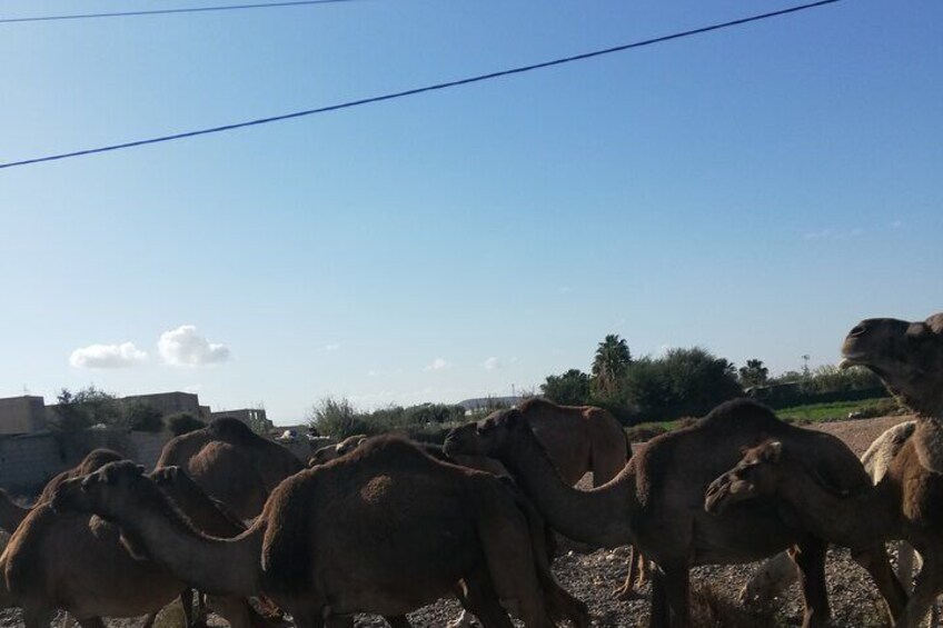 Goats Climbing the Tree and Big Market Souk Alahad Tour