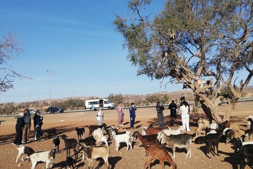 Goats Climbing the Tree and Big Market Souk Alahad Tour