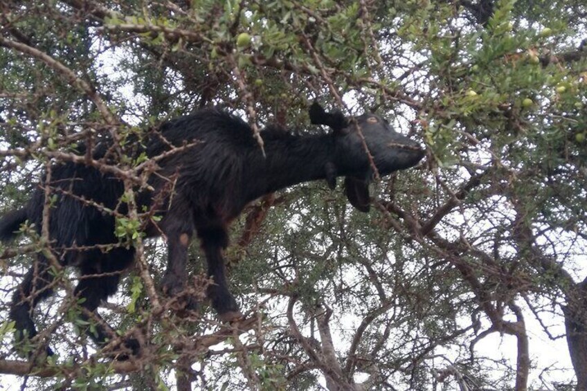 Goats Climbing the Tree and Big Market Souk Alahad Tour