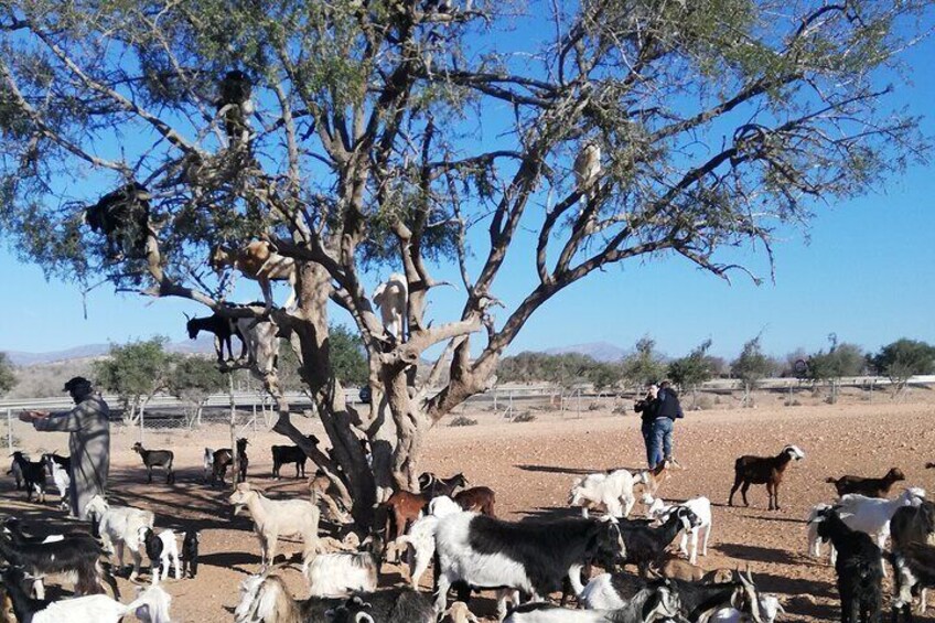 Goats Climbing the Tree and Big Market Souk Alahad Tour