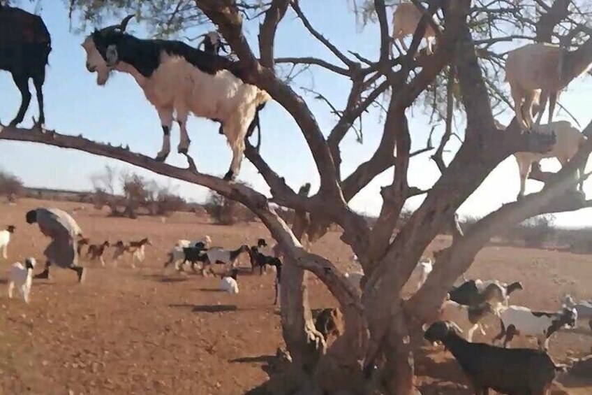 Goats Climbing the Tree and Big Market Souk Alahad Tour