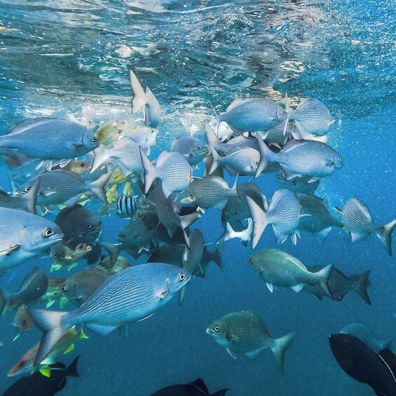 Deluxe NaPali Coast Snorkel Tour