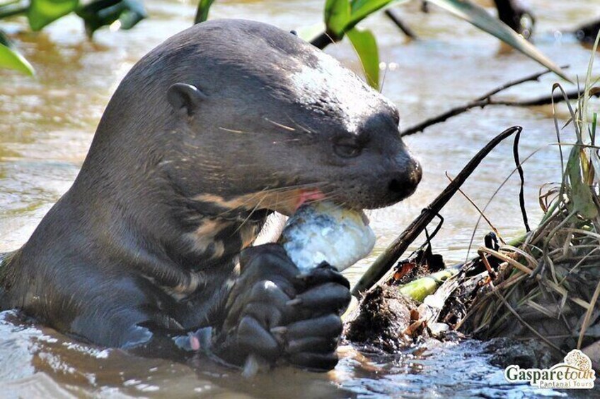 2 Days and 1 Night Pantanal Eco Tour from Cuiabá