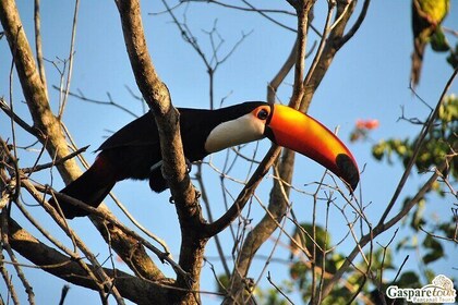 2 Days and 1 Night Pantanal Eco Tour from Cuiabá