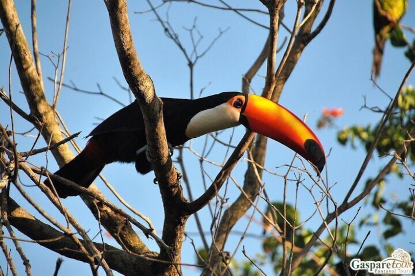 2 Days and 1 Night Pantanal Eco Tour from Cuiabá