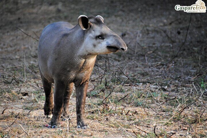 2 Days and 1 Night Pantanal Eco Tour from Cuiabá