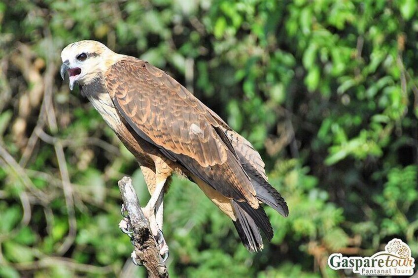 2 Days and 1 Night Pantanal Eco Tour from Cuiabá