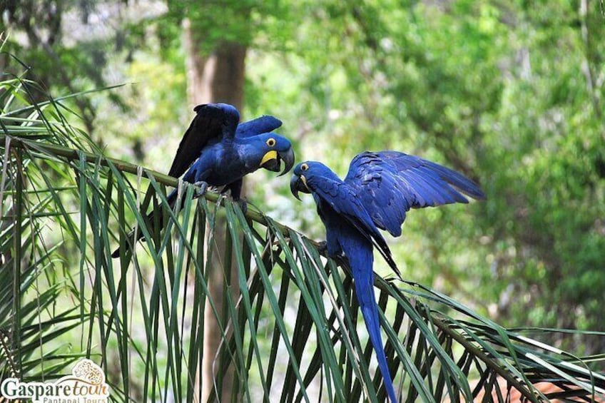 2 Days and 1 Night Pantanal Eco Tour from Cuiabá