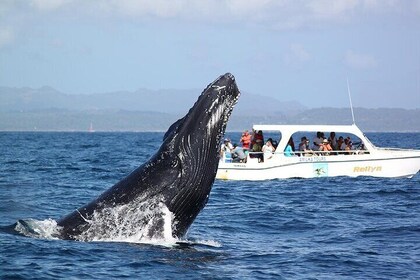 Excursión a Samaná, Ballenas y Cascada El Limón desde Punta Cana