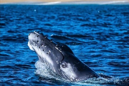 Whale Watching en San José del Cabo