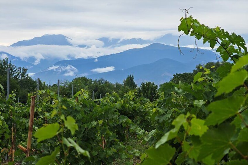 Sparkling Wine Tour Sheki with All Meals included