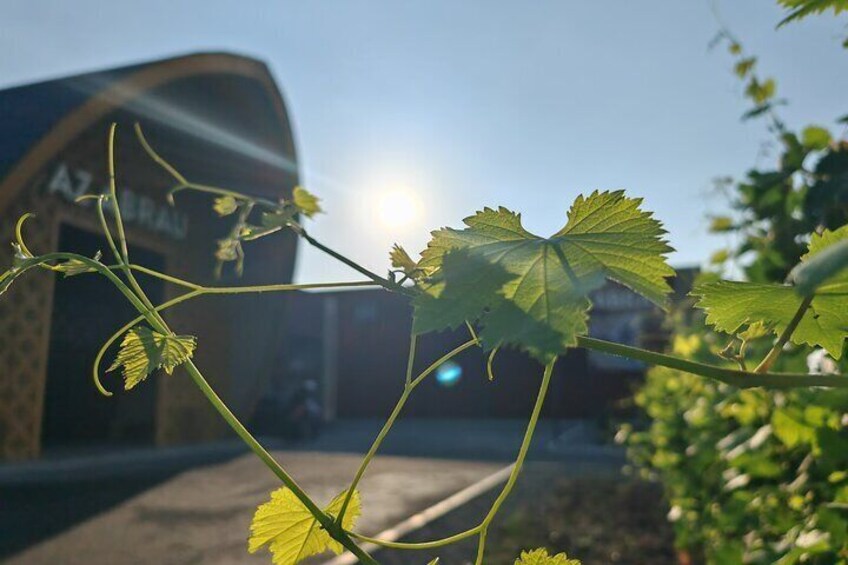 Sparkling Wine Tour Sheki with All Meals included