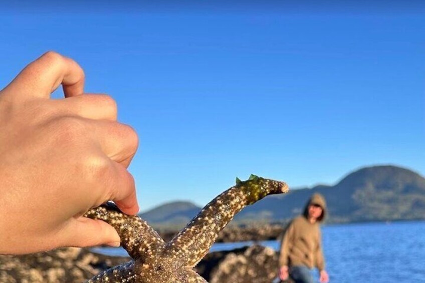 Alaska Wildlife Safari and Sightseeing Tour