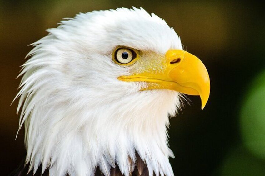 Alaska Wildlife Safari and Sightseeing Tour