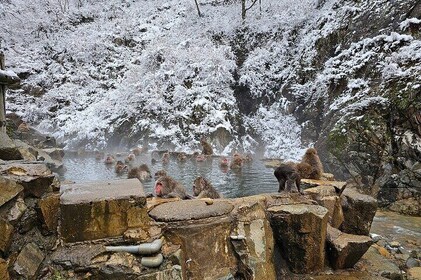 Snow Monkey Nagano One Day Private Tour with English Guide.