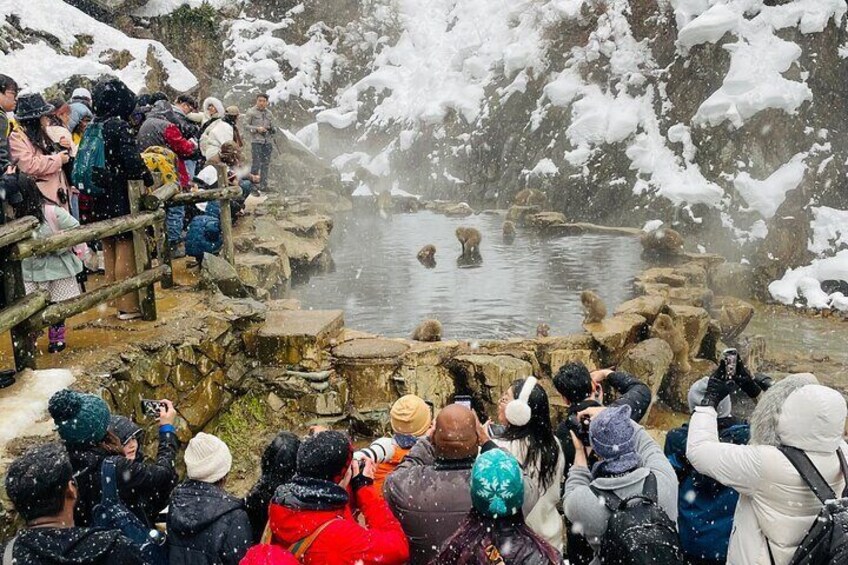 Private Tour to Snow Monkey and Nagano with English Guide 