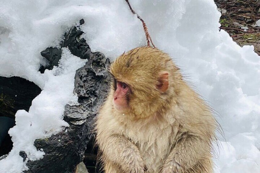 Private Tour to Snow Monkey and Nagano with English Guide 