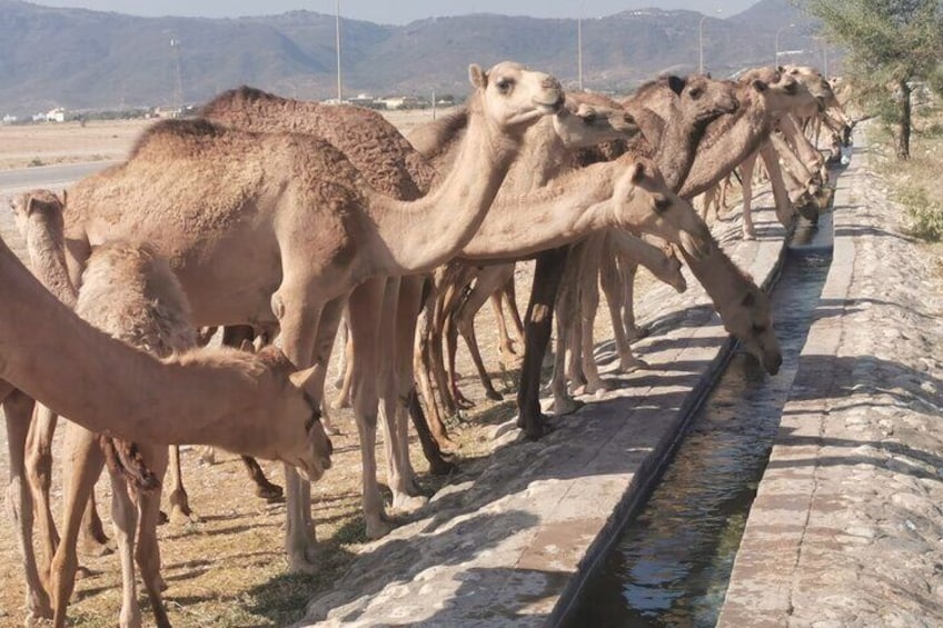 Private Salalah Tour Experience