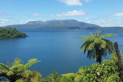 Tauranga Shore Excursion: Rotorua Highlights Tour