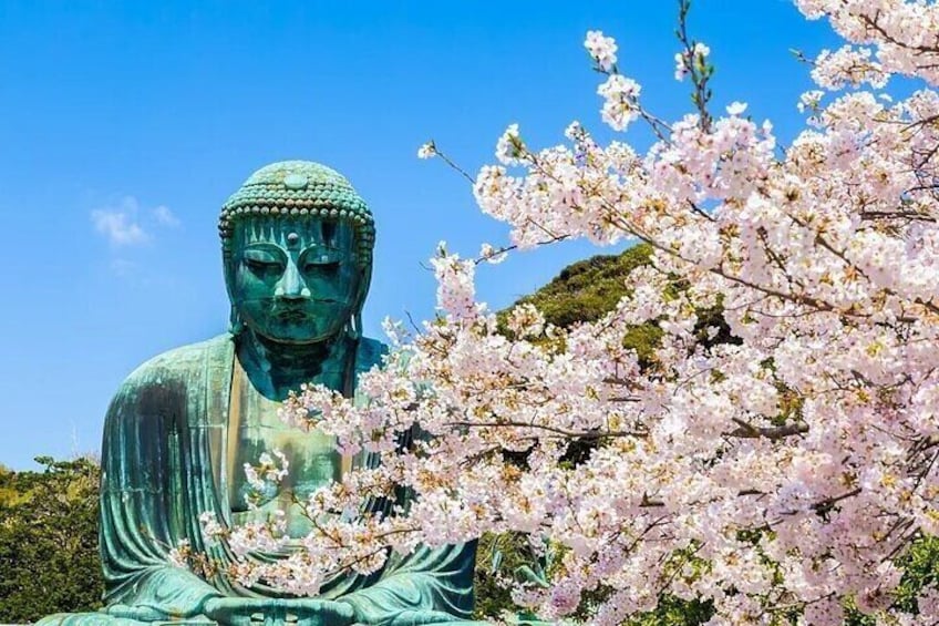 The Great Buddha of Kamakura is a bronze statue of Amitabha Buddha located in the Kotoku-in Temple of the Pure Land Sect in the ancient capital of Kamakura.