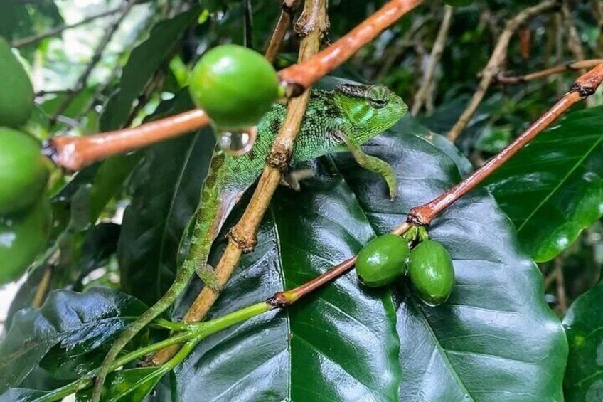 Waterfall, coffee tour & hot springs - lunch and drinks included 