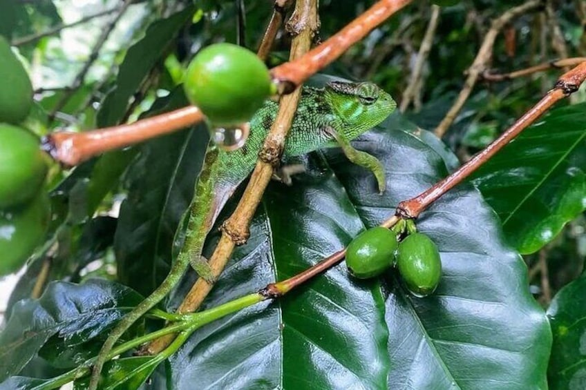 Waterfall, coffee tour & hot springs - lunch and drinks included