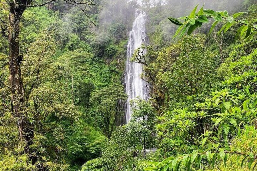 Waterfall, coffee tour & hot springs - lunch and drinks included 
