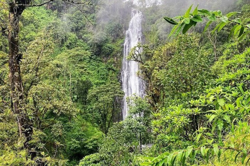 Waterfall, coffee tour & hot springs - lunch and drinks included