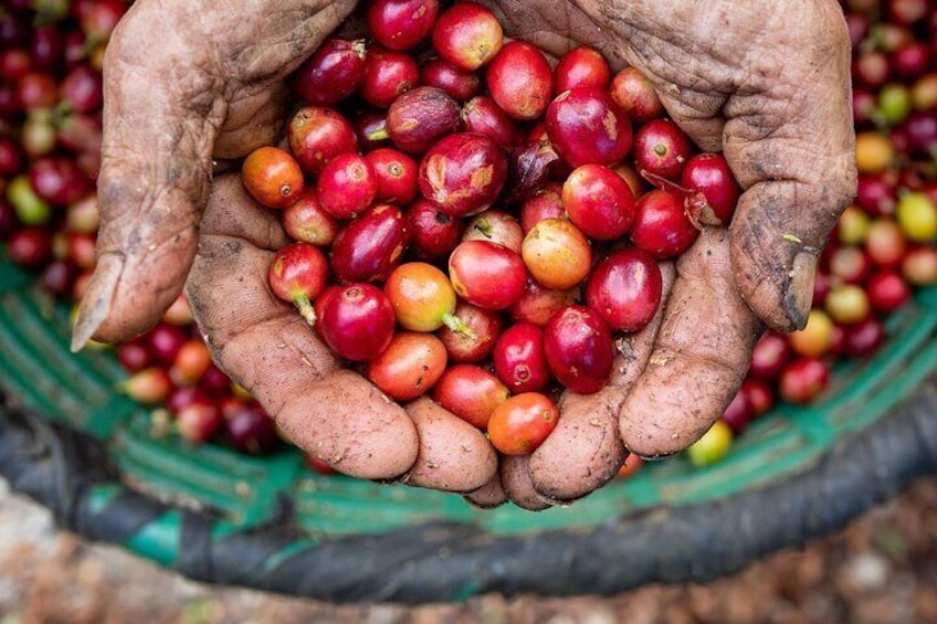 Coffee Tour Monteverde