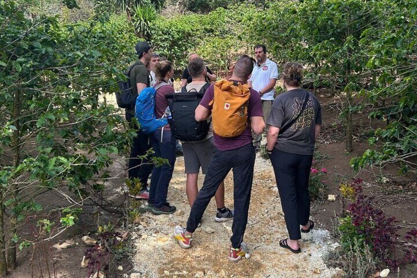 Coffee Tour Monteverde 