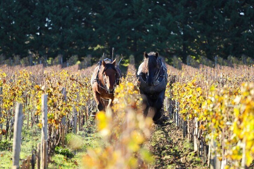 Private tour to Pessac Léognan and Graves 