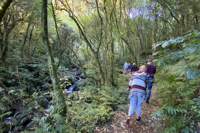 Short bush walk to a third waterfall at Kotukutuku Landing