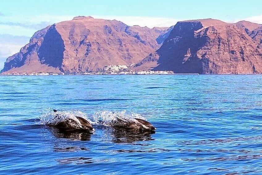 Small Group Boat Whale and Dolphin Watching Tour