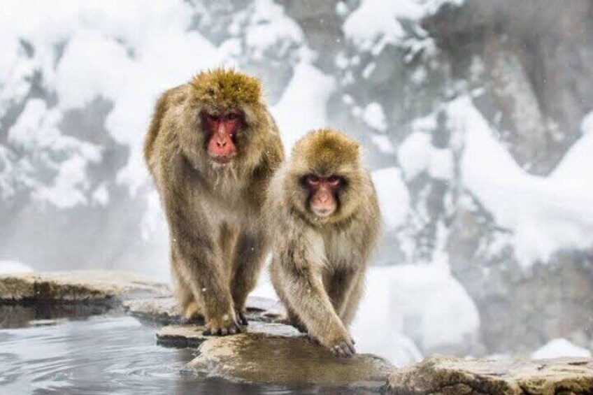 One Day Snow Monkeys Zenko ji Temple and Sake in Nagano