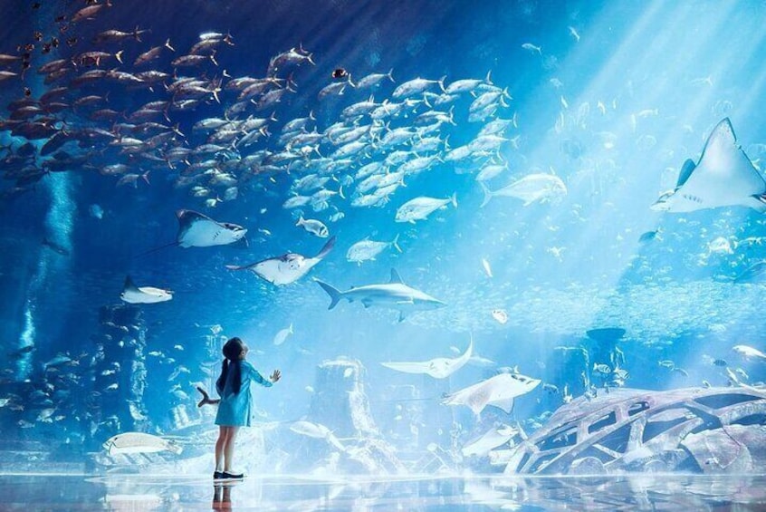 Dubai The Lost Chambers Aquarium Entrance Ticket