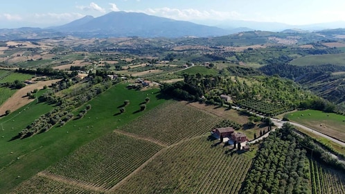 Marche: unique visit and tasting at D'Erasmo Winery among signature wines