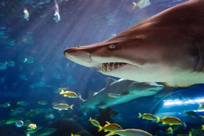 Ripley's Aquarium: Sharks After Dark Entry (After 5PM)
