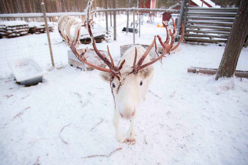 Picture 4 for Activity Levi: Reindeer Farm E-Fatbike Safari