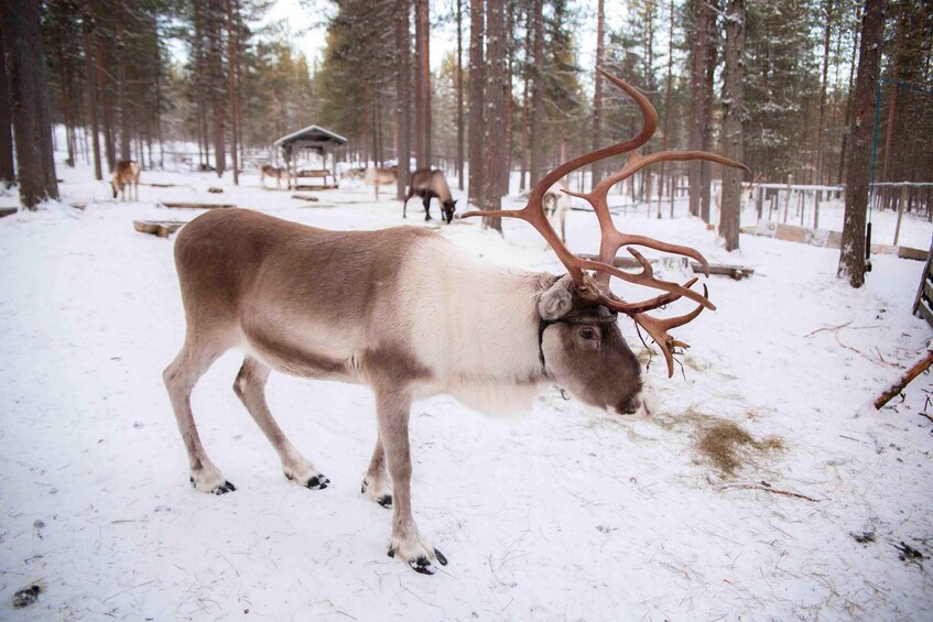 Picture 5 for Activity Levi: Reindeer Farm E-Fatbike Safari