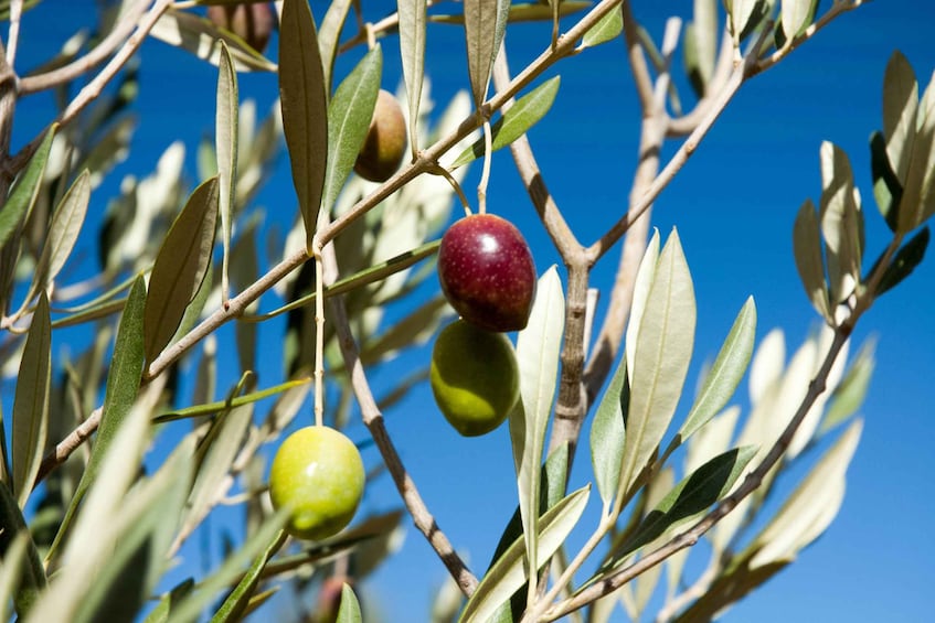 Picture 3 for Activity Kangaroo Island: Food and Wine Guided Day Tour