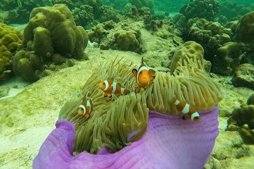 A Koh Lipe Snorkeling Tour